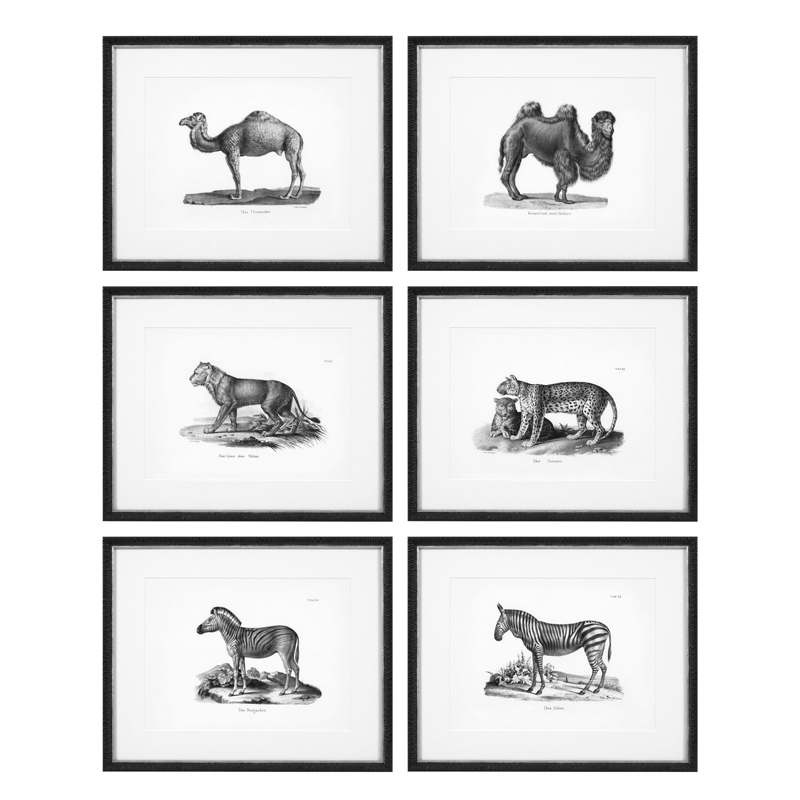 Комплект постеров Eichholtz Prints Historical Animals set of 6 Черный Черно-белый Комплект постеров Eichholtz Prints Historical Animals set of 6 Черный Черно-белый в Тюмени | Loft Concept