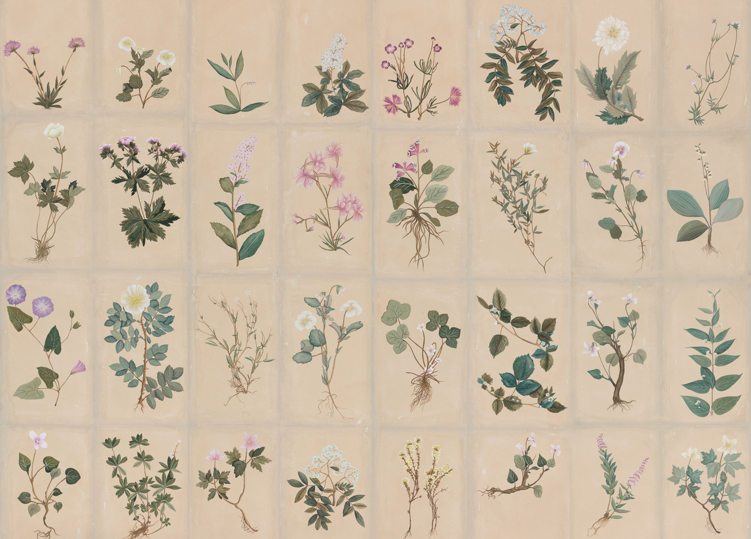 Обои ручная роспись Botanical Studies Cutter colourway Обои ручная роспись Botanical Studies Cutter colourway - постер Loft-Concept в Тюмени
