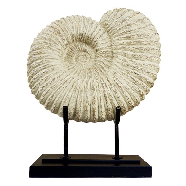 Аксессуар Аммонит Fossil Shell Аксессуар Аммонит Fossil Shell в Тюмени | Loft Concept