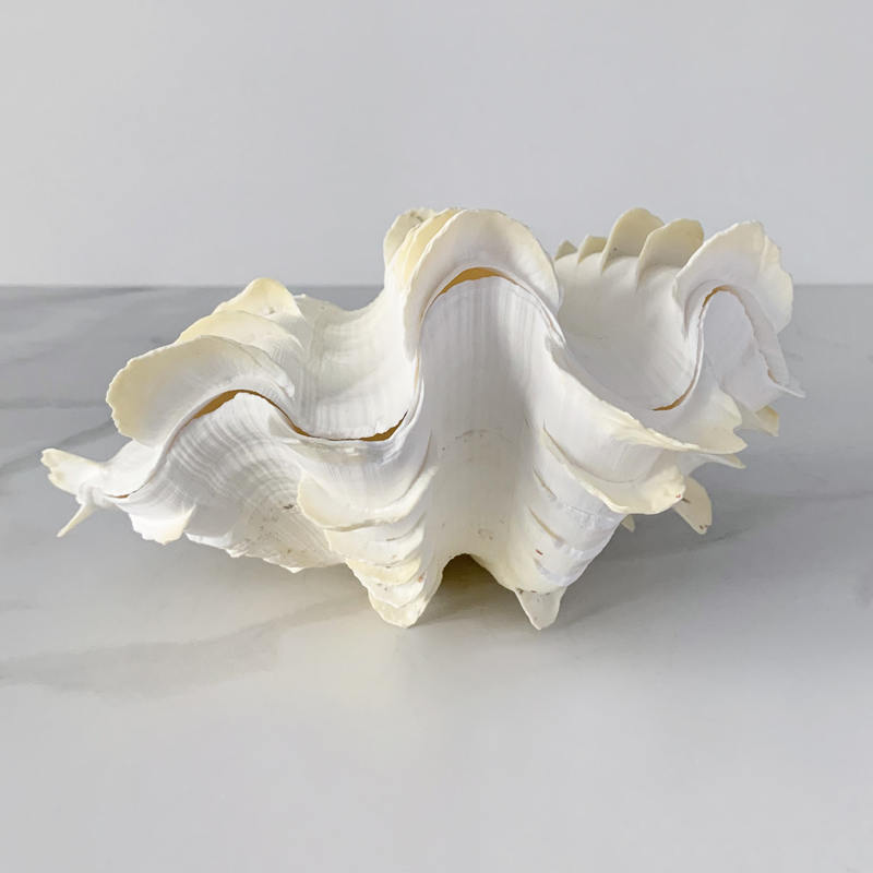 Статуэтка Tridacna Squamosa Shell S Статуэтка Tridacna Squamosa Shell S в Тюмени | Loft Concept