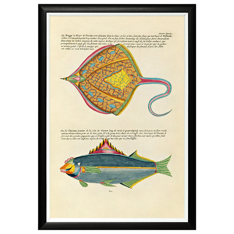Постер в черной раме Fish Guide 25 Мульти Черный Постер в черной раме Fish Guide 25 Мульти Черный в Тюмени | Loft Concept