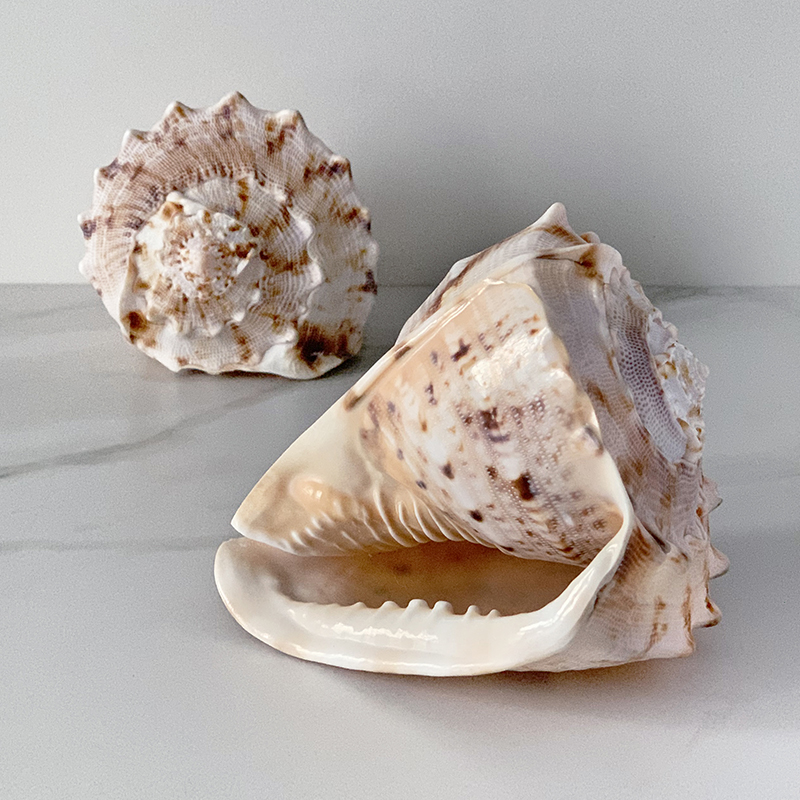 Статуэтка Cassis Cornuta Shell Статуэтка Cassis Cornuta Shell в Тюмени | Loft Concept