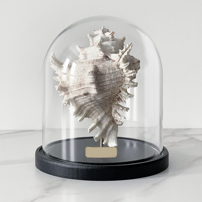 Статуэтка Murex Ramosus Glass Cloche Статуэтка Murex Ramosus Glass Cloche в Тюмени | Loft Concept