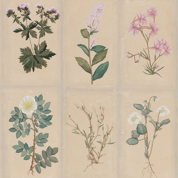 Обои ручная роспись Botanical Studies Cutter colourway Обои ручная роспись Botanical Studies Cutter colourway в Тюмени | Loft Concept