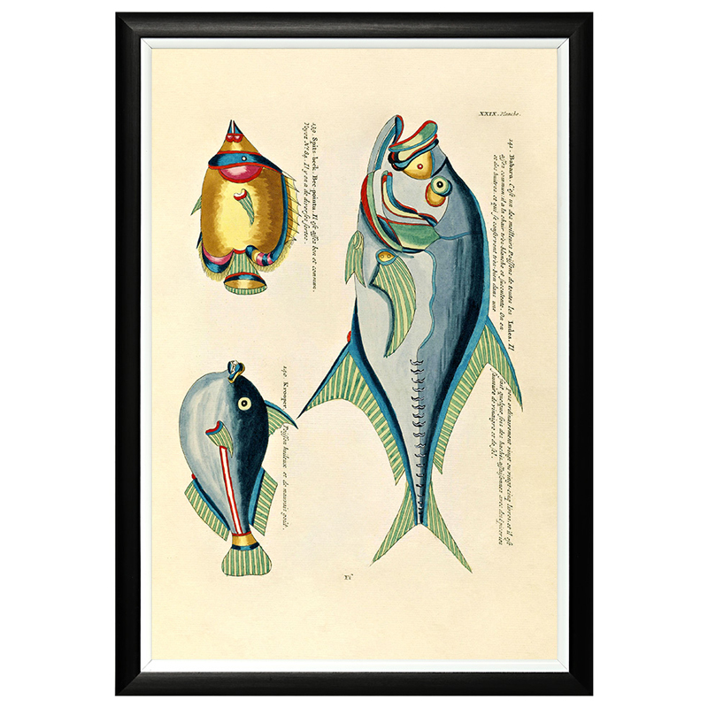 Постер в черной раме Fish Guide 18 Мульти Черный Постер в черной раме Fish Guide 18 Мульти Черный в Тюмени | Loft Concept