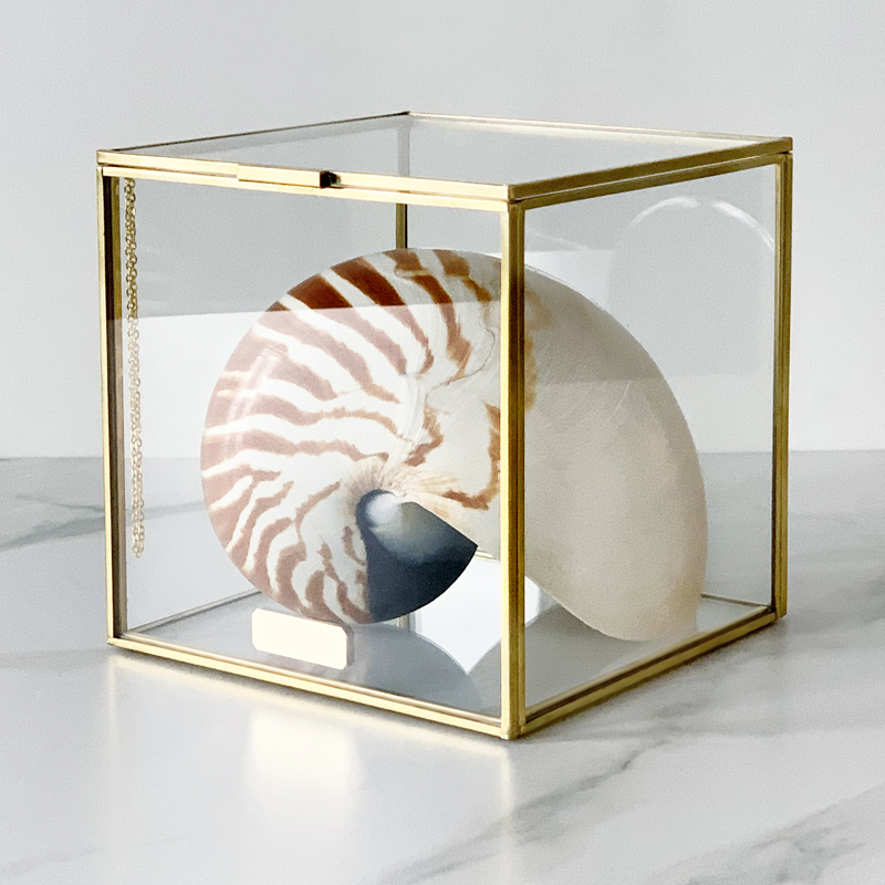 Статуэтка Nautilus Pompilius Glass Box M Статуэтка Nautilus Pompilius Glass Box M в Тюмени | Loft Concept