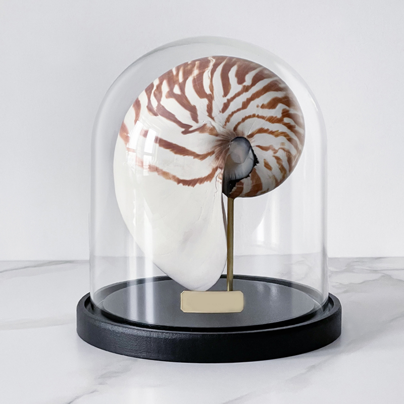 Статуэтка Nautilus Pompilius Glass Cloche Статуэтка Nautilus Pompilius Glass Cloche в Тюмени | Loft Concept