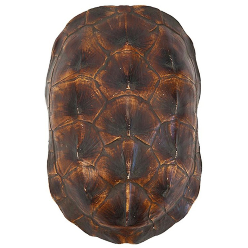Аксессуар Turtle Shell Natural Brown Коричневый Аксессуар Turtle Shell Natural Brown Коричневый в Тюмени | Loft Concept