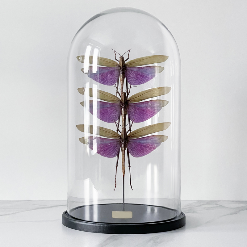 Статуэтка 3 Grasshoppers Titanacris Albipes Glass Cloche Статуэтка 3 Grasshoppers Titanacris Albipes Glass Cloche в Тюмени | Loft Concept