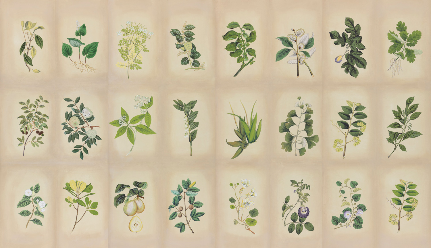 Обои ручная роспись Botanical Studies Linnaeus colourway Обои ручная роспись Botanical Studies Linnaeus colourway - постер Loft-Concept в Тюмени