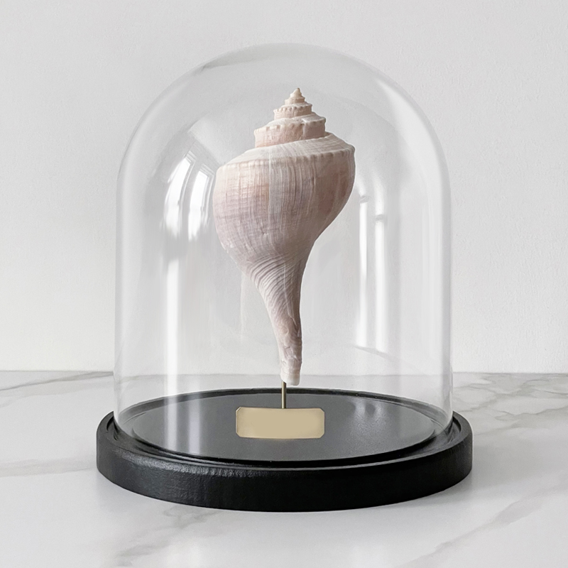 Статуэтка Busycon Canaliculatus Glass Cloche Статуэтка Busycon Canaliculatus Glass Cloche в Тюмени | Loft Concept