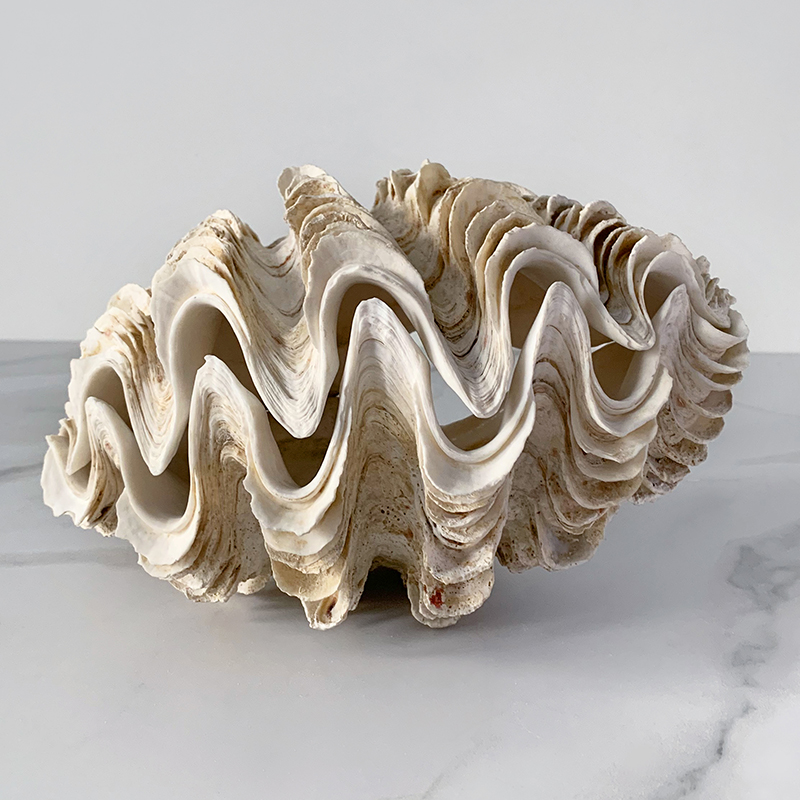 Статуэтка Tridacna Maxima Shell Статуэтка Tridacna Maxima Shell в Тюмени | Loft Concept