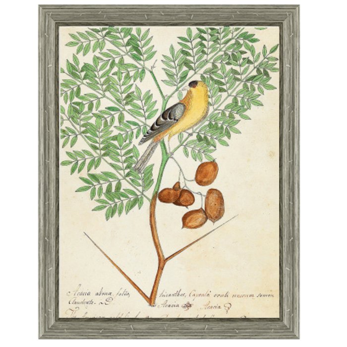 Постер Paradise Bird On Branch Постер Paradise Bird On Branch в Тюмени | Loft Concept