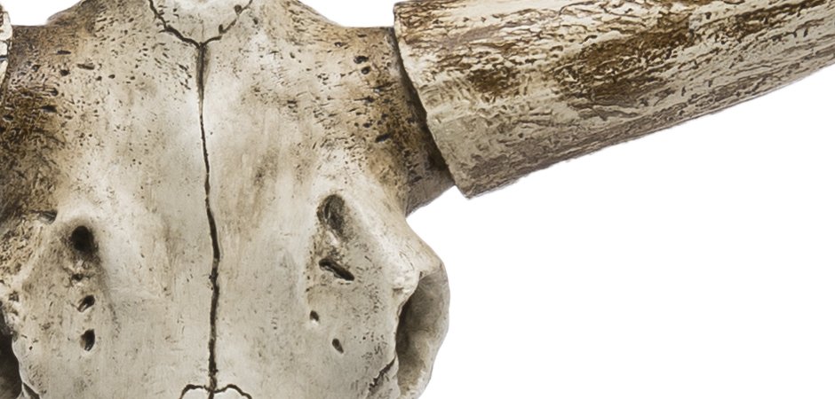 Череп быка Bull Skull Череп быка Bull Skull - Loft-Concept в Тюмени