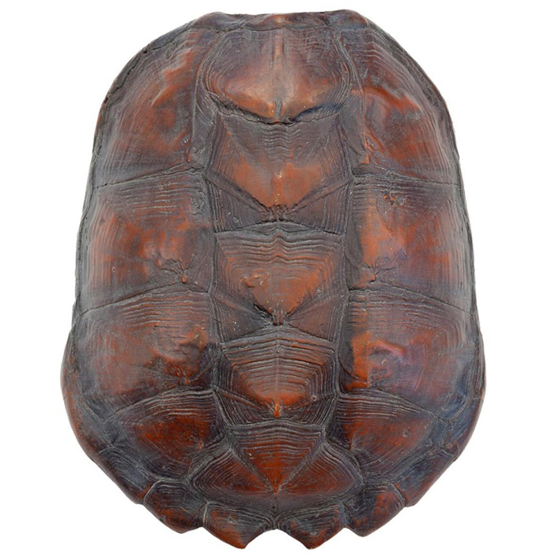 Аксессуар Turtle Shell Big Natural Коричневый Аксессуар Turtle Shell Big Natural Коричневый в Тюмени | Loft Concept