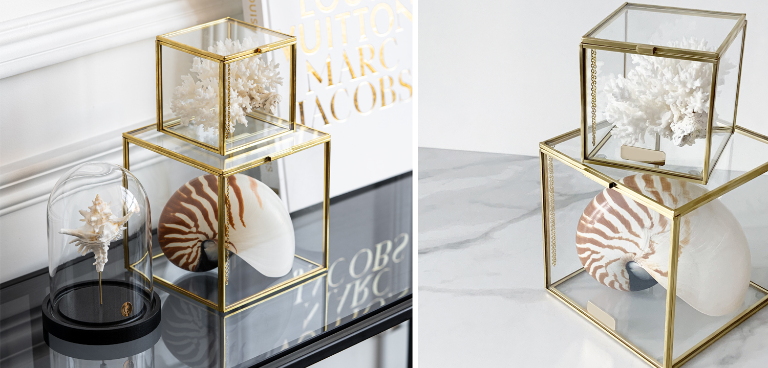 Комплект статуэток Natural Coral & Nautilus Pompilius Glass Box - фото