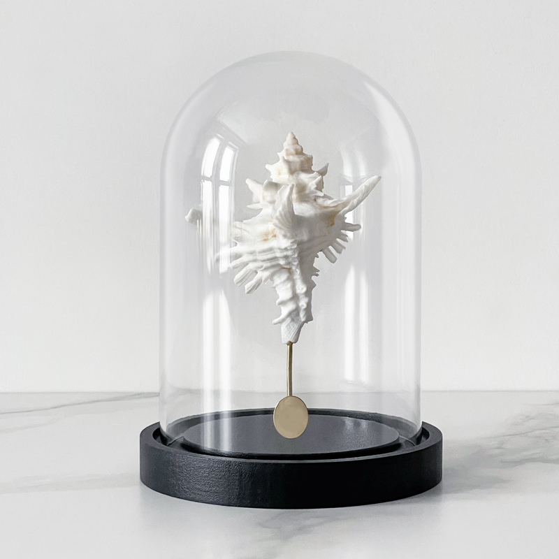 Статуэтка Murex Saharicus Glass Cloche Статуэтка Murex Saharicus Glass Cloche в Тюмени | Loft Concept