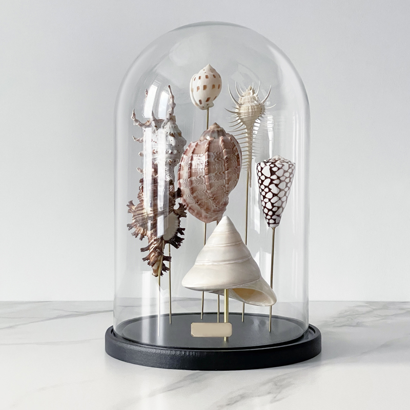 Статуэтка Shell Collection Glass Cloche 2 Статуэтка Shell Collection Glass Cloche 2 в Тюмени | Loft Concept