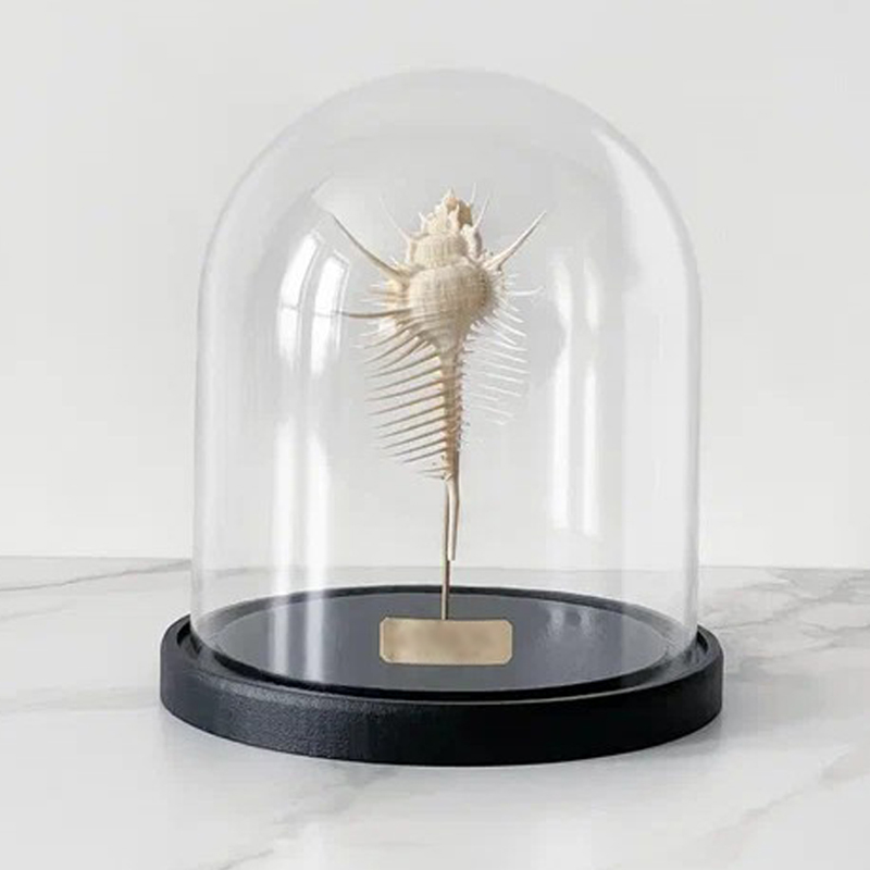 Статуэтка Murex Pecten Glass Cloche Статуэтка Murex Pecten Glass Cloche в Тюмени | Loft Concept