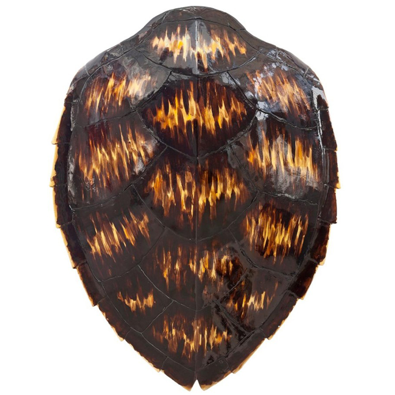 Аксессуар Turtle Shell Motley Natural Коричневый Желтый Аксессуар Turtle Shell Motley Natural Коричневый Желтый в Тюмени | Loft Concept