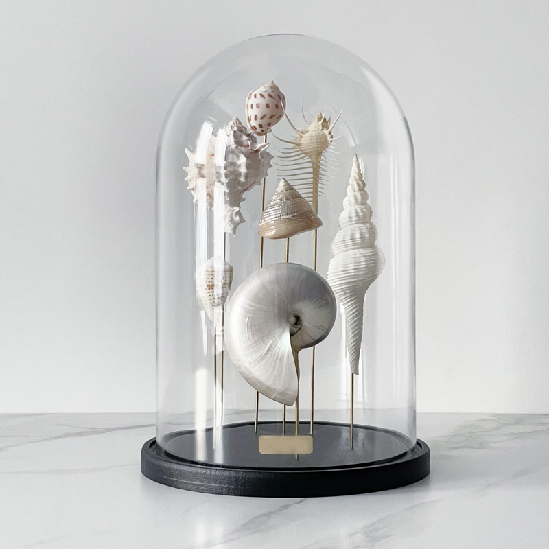 Статуэтка Shell Collection Glass Cloche 1 Статуэтка Shell Collection Glass Cloche 1 в Тюмени | Loft Concept