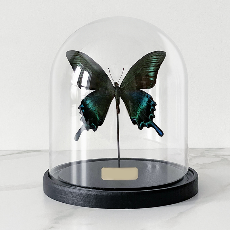 Статуэтка Butterfly Sailboat Maaka Glass Cloche Статуэтка Butterfly Sailboat Maaka Glass Cloche в Тюмени | Loft Concept