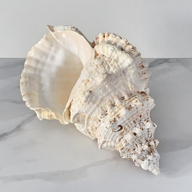 Статуэтка Bursa Bubo Shell Статуэтка Bursa Bubo Shell в Тюмени | Loft Concept