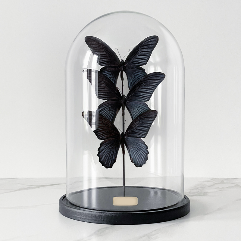Статуэтка 3 Butterflies Papilio Memnon Glass Cloche Статуэтка 3 Butterflies Papilio Memnon Glass Cloche в Тюмени | Loft Concept