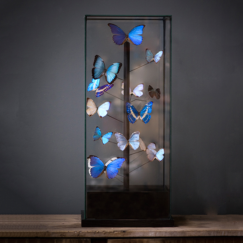 Статуэтка 14 Blue Butterflies Morphos Glass Box Статуэтка 14 Blue Butterflies Morphos Glass Box в Тюмени | Loft Concept
