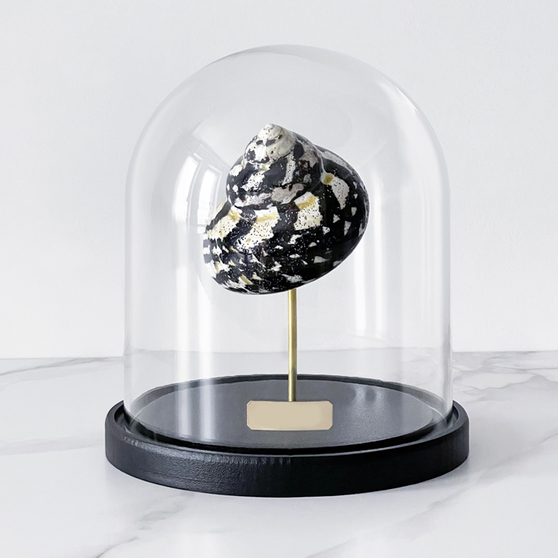 Статуэтка Turbo Cittarium Pica Glass Cloche Статуэтка Turbo Cittarium Pica Glass Cloche в Тюмени | Loft Concept