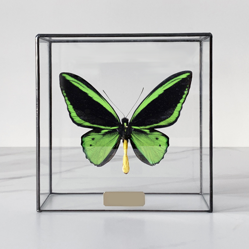 Статуэтка Butterfly Priamus Poseidon Glass Box Статуэтка Butterfly Priamus Poseidon Glass Box в Тюмени | Loft Concept