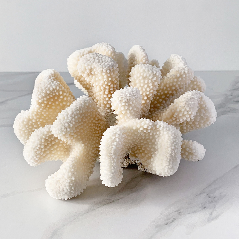 Статуэтка White Cauliflower Coral Статуэтка White Cauliflower Coral в Тюмени | Loft Concept