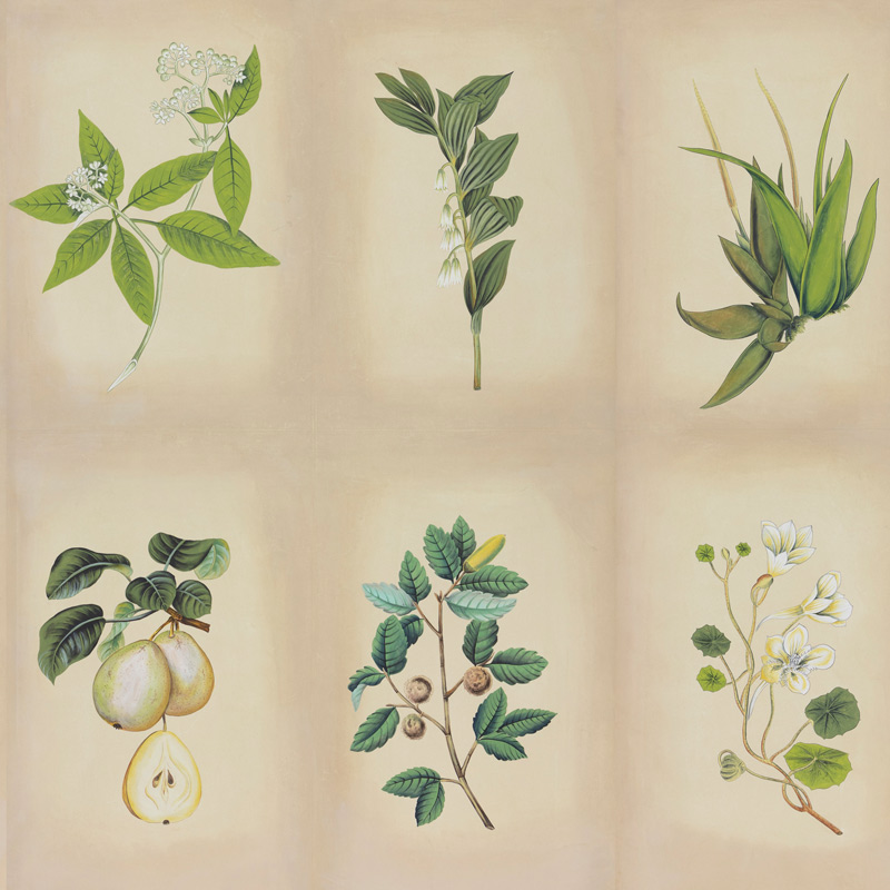 Обои ручная роспись Botanical Studies Linnaeus colourway Обои ручная роспись Botanical Studies Linnaeus colourway в Тюмени | Loft Concept