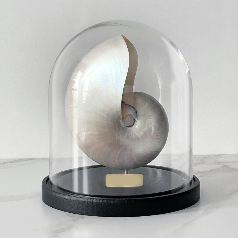 Статуэтка Nautilus Pompilius Nacre Glass Cloche Статуэтка Nautilus Pompilius Nacre Glass Cloche в Тюмени | Loft Concept
