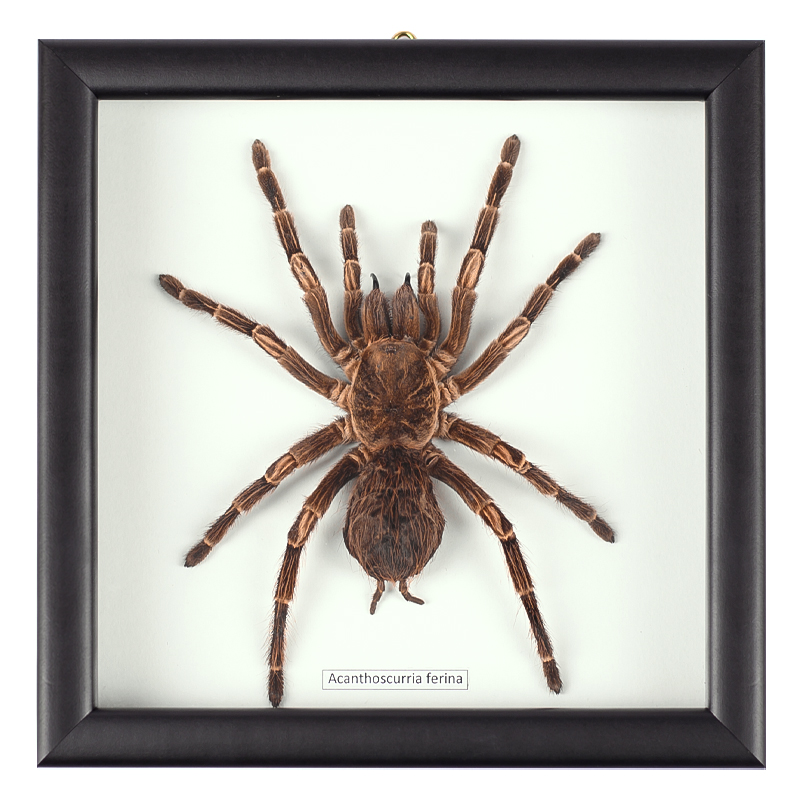 Аксессуар на стену Паук Acanthoscurria Ferina Коричневый Белый Черный Аксессуар на стену Паук Acanthoscurria Ferina Коричневый Белый Черный в Тюмени | Loft Concept