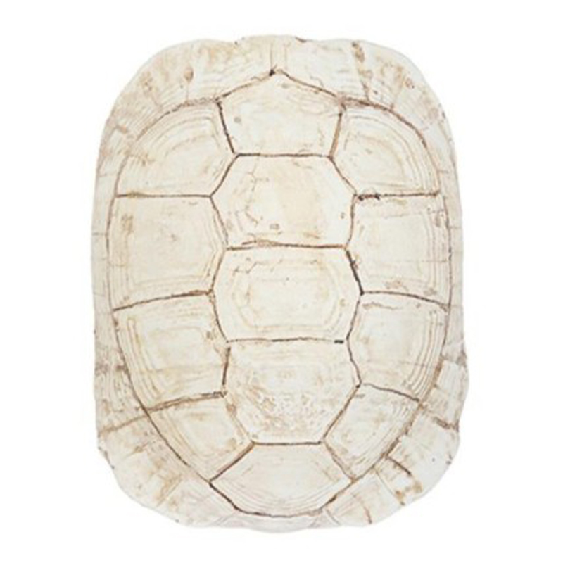 Аксессуар Turtle Shell White Бежевый Аксессуар Turtle Shell White Бежевый в Тюмени | Loft Concept