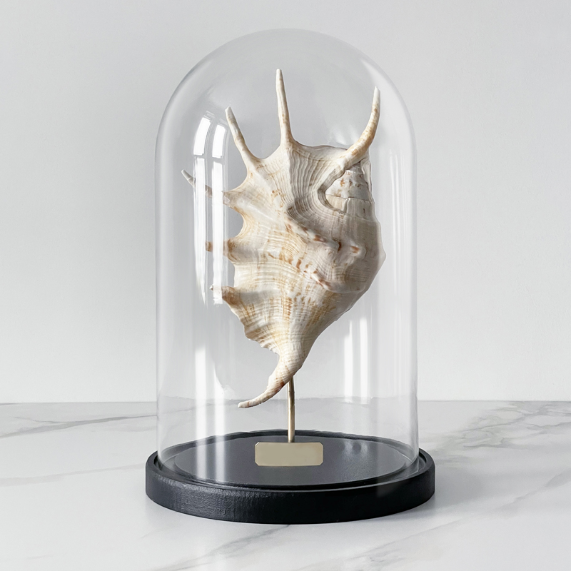 Статуэтка Lambis Glass Cloche Статуэтка Lambis Glass Cloche в Тюмени | Loft Concept