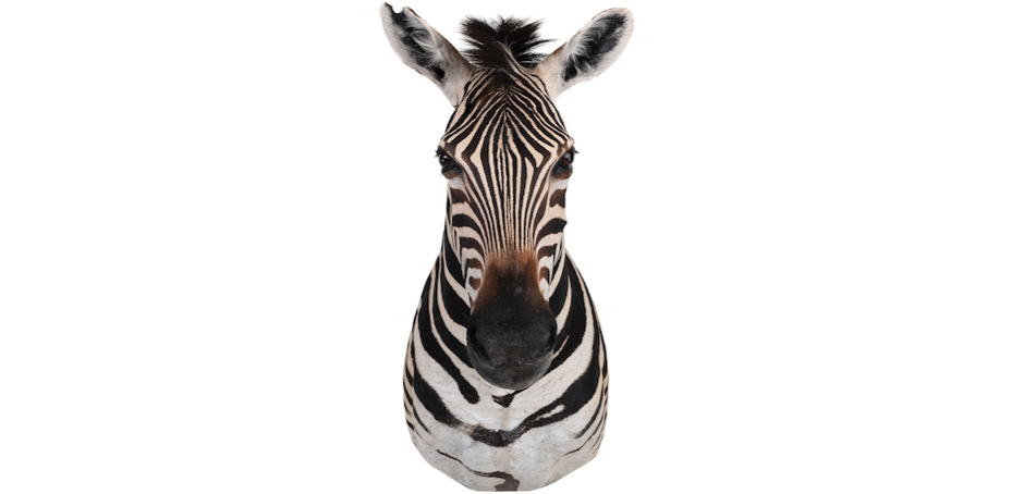 Голова зебры Burchellii Чучело таксидермия ZEBRA SHM RIGHT Голова зебры Burchellii Чучело таксидермия ZEBRA SHM RIGHT - Loft-Concept в Тюмени