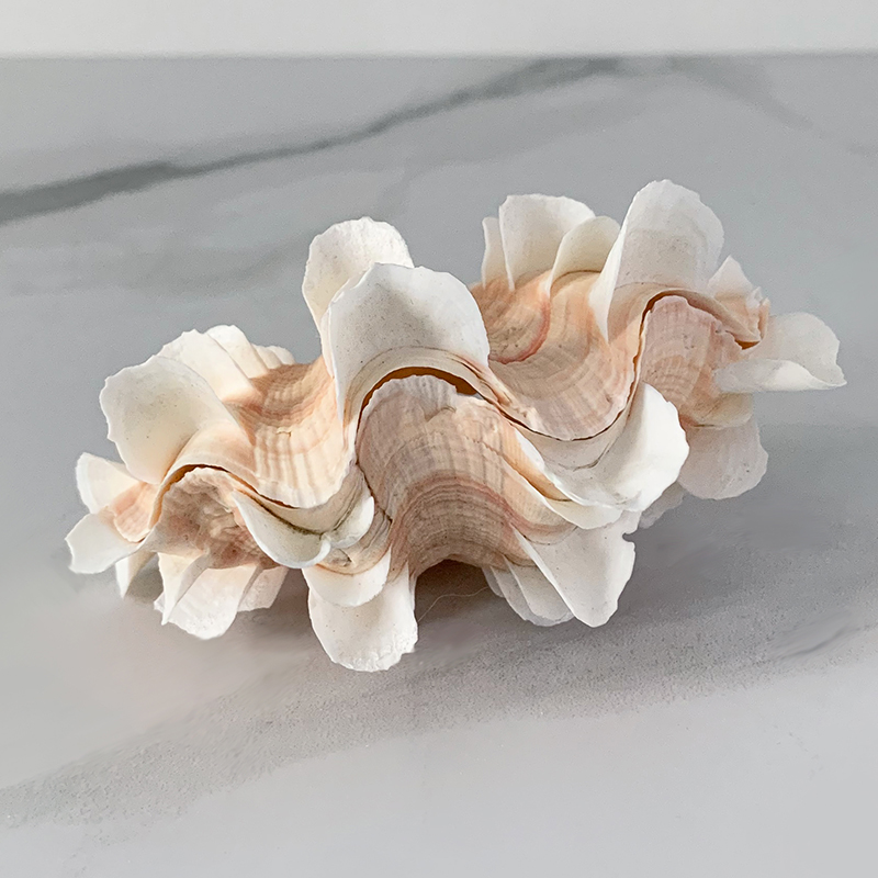 Статуэтка Tridacna Shell XS Статуэтка Tridacna Shell XS в Тюмени | Loft Concept