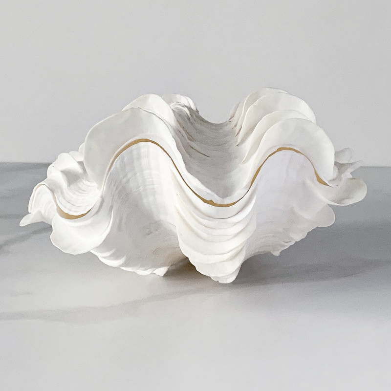 Статуэтка Tridacna Squamosa Shell Статуэтка Tridacna Squamosa Shell в Тюмени | Loft Concept