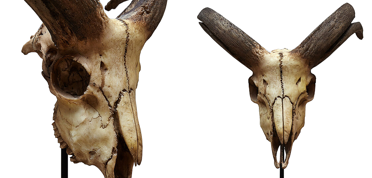 Аксессуар Goat Skull Аксессуар Goat Skull - Loft-Concept в Тюмени
