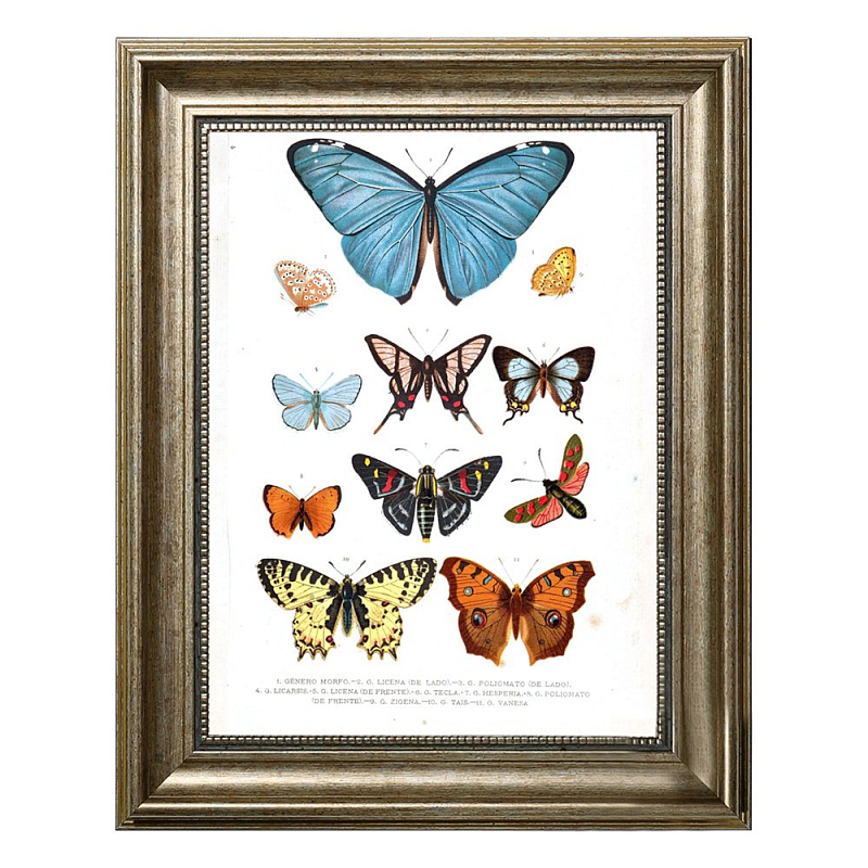 Постер Blue Butterfly Постер Blue Butterfly в Тюмени | Loft Concept