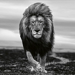 Книга Beusker. Look into my Eyes варинант исполнения - 7 | Loft Concept в Тюмени