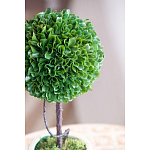 Декоративный искусственное растение Single boxwood варинант исполнения - 7 | Loft Concept в Тюмени