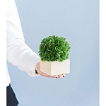 Декоративный искусственное растение Square boxwood варинант исполнения - 7 | Loft Concept в Тюмени