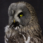 Чучело Совы таксидермия варинант исполнения - 2 | Loft Concept в Тюмени