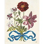 Книга цветов 22 постера Maria Sibylla Merian: 22 Pull-Out Posters варинант исполнения - 3 | Loft Concept в Тюмени