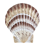 Фигурка из фарфора в виде ракушки морского гребешка Marine Tridacna варинант исполнения - 1 | Loft Concept в Тюмени