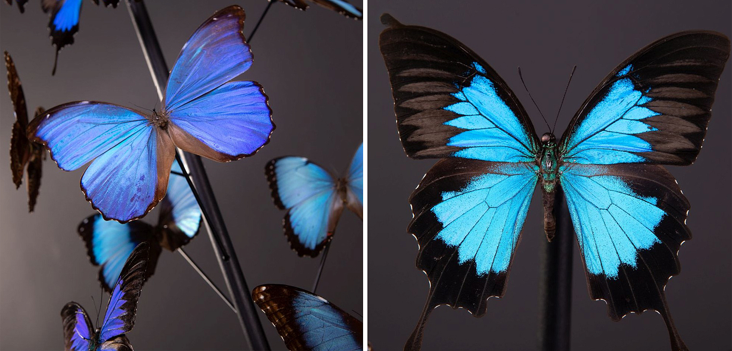 Статуэтка 14 Blue Butterflies Morphos Glass Box Статуэтка 14 Blue Butterflies Morphos Glass Box - Loft-Concept в Тюмени