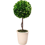 Декоративный искусственное растение Single boxwood варинант исполнения - 1 | Loft Concept в Тюмени